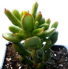 Image result for Crassula hobbit