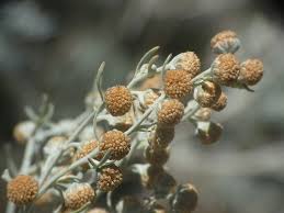 Attēlu rezultāti vaicājumam “Artemisia absinthium flower”