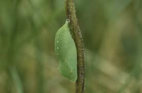 Attēlu rezultāti vaicājumam “Lasiommata megera underside”