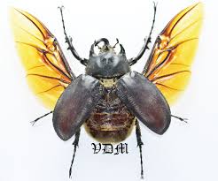 Attēlu rezultāti vaicājumam “Malacosoma castrensis male”