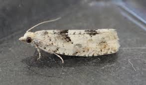 Attēlu rezultāti vaicājumam “Epinotia bilunana”