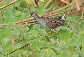 Image result for Porzana carolina