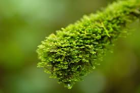 Attēlu rezultāti vaicājumam “Antitrichia curtipendula macro”