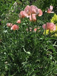 Image result for Papaver orientale