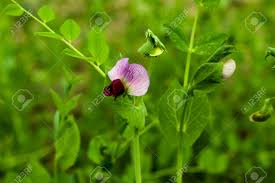 Attēlu rezultāti vaicājumam “Pisum sativum flower”