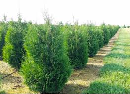 Attēlu rezultāti vaicājumam “Thuja occidentalis”