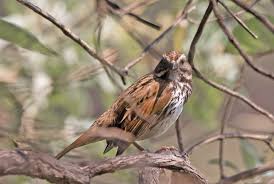 Image result for Melospiza melodia