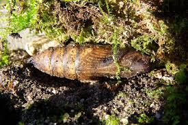 Attēlu rezultāti vaicājumam “Deilephila elpenor larva”