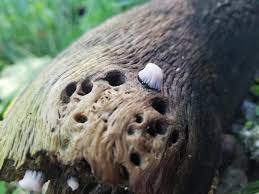 Attēlu rezultāti vaicājumam “Lycogala roseosporum sessile”