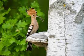 Attēlu rezultāti vaicājumam “Upupa epops”