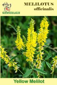 Attēlu rezultāti vaicājumam “Melilotus”