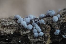 Attēlu rezultāti vaicājumam “Physarum notabile macro”