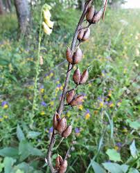 Attēlu rezultāti vaicājumam “Oenothera rubricauli bud”