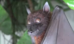 Attēlu rezultāti vaicājumam “Chiroptera”