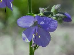 Attēlu rezultāti vaicājumam “Polemonium caeruleum flower”