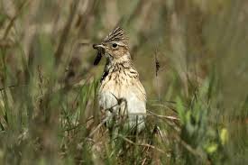 Attēlu rezultāti vaicājumam “Alauda arvensis adult”