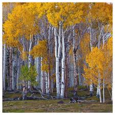 Attēlu rezultāti vaicājumam “Betula pendula”