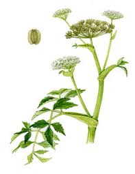 Attēlu rezultāti vaicājumam “Angelica palustris”