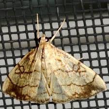 Attēlu rezultāti vaicājumam “Evergestis pallidata”