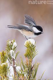 Image result for Poecile montana