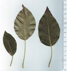 Attēlu rezultāti vaicājumam “Populus laurifolia”