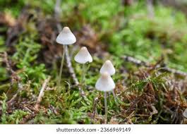 Attēlu rezultāti vaicājumam “Mycena filopes”