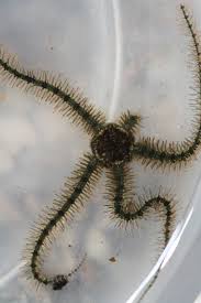 Attēlu rezultāti vaicājumam “Comatricha fragilis stalked”