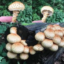 Attēlu rezultāti vaicājumam “Podostroma leucopus”