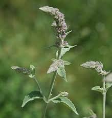 Attēlu rezultāti vaicājumam “Mentha longifolia flower”