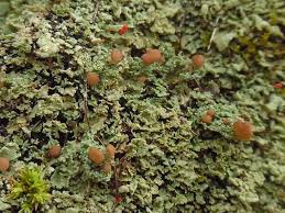Attēlu rezultāti vaicājumam “Cladonia caespiticia”