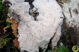 Attēlu rezultāti vaicājumam “Cinereomyces lindbladii”