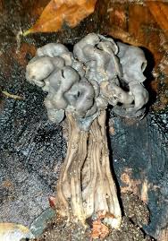 Attēlu rezultāti vaicājumam “Helvella lacunosa”