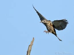 Attēlu rezultāti vaicājumam “Turdus viscivorus adult”