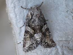 Attēlu rezultāti vaicājumam “Lacanobia contigua”