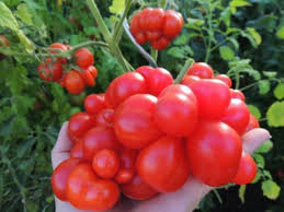 Afbeeldingsresultaat voor voyage tomato