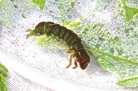 Attēlu rezultāti vaicājumam “Enteridium variabile macro”