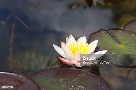 Attēlu rezultāti vaicājumam “Nymphaea candida flower”