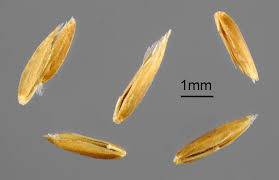 Attēlu rezultāti vaicājumam “Poa pratensis fruit”