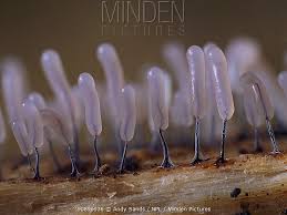 Attēlu rezultāti vaicājumam “Stemonitopsis typhina”