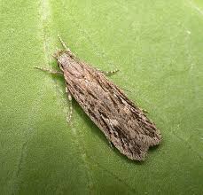 Attēlu rezultāti vaicājumam “Gelechia scotinella”