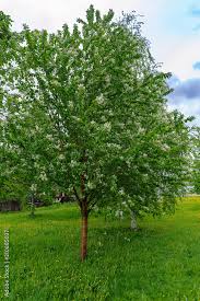 Attēlu rezultāti vaicājumam “Padus avium”