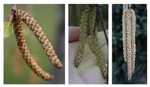 Attēlu rezultāti vaicājumam “Betula pendula flower”
