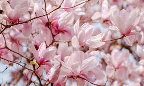 Attēlu rezultāti vaicājumam “Magnolia”