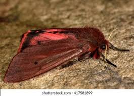 Attēlu rezultāti vaicājumam “Phragmatobia fuliginosa”