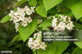 Attēlu rezultāti vaicājumam “Catalpa”
