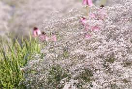 Attēlu rezultāti vaicājumam “Gypsophila paniculata flower”
