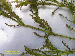 Attēlu rezultāti vaicājumam “Najas marina leaf”