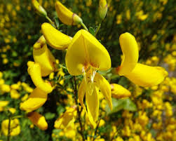 Attēlu rezultāti vaicājumam “Cytisus scoparius flower”