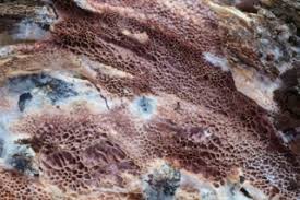 Attēlu rezultāti vaicājumam “Ceriporia purpurea”