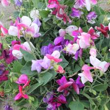 Image result for Lathyrus odoratus